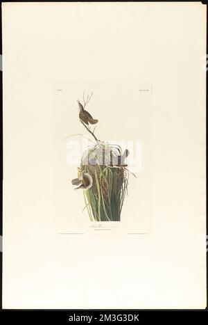 Marsh wren : Homme, 1. F, 2 ET 3. Nid, 4. Troglodytes palustris. c.2 v.1 planche 100 , oiseaux, nids, Wrens. The Birds of America- tiré des dessins originaux de John James Audubon Banque D'Images