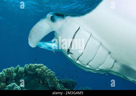Le rayon de manta pélagique (Manta birostris) tourne au poste de nettoyage dans le récif de corail ouvre des branchies pour le plus propre wrasse bluestreak cleaner wrasse (Labroides Banque D'Images