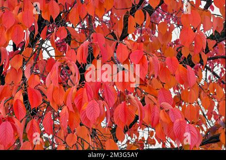 Feuilles d'automne rouges du cultivar de la pomme ornementale coccinella, Allemagne, Kempten, Allgaeu, Bavière, Allemagne Banque D'Images