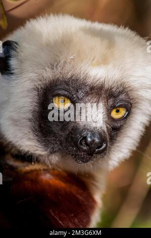 Sifaka (Propithecus coquereli), lemur de Coquerel, Parc national d'Ankarafantsika, Madagascar Banque D'Images