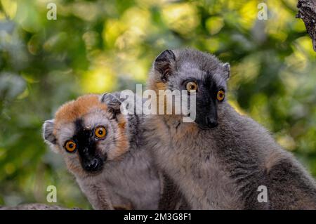 Froncé rouge (Eulemur rufifrons) Lemirs bruns, réserve privée Berenty, sud de Madagascar Banque D'Images