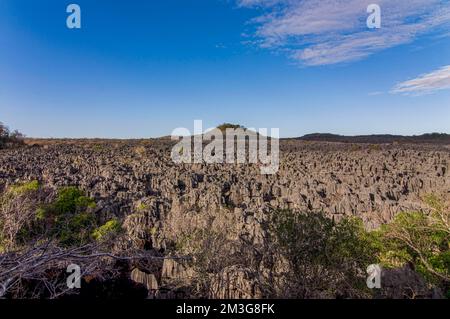 Plateau de Tsingy dans la réserve spéciale d'Ankarana, Madagascar Banque D'Images