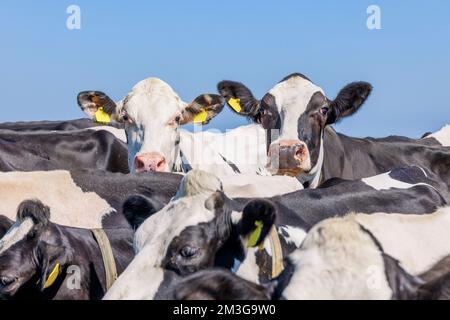 2 vaches nosoy regardant au-dessus des dos de plus de vache, noir et blanc, un ciel bleu, les vaches jouant ensemble dans un groupe cherchent et se cachent Banque D'Images