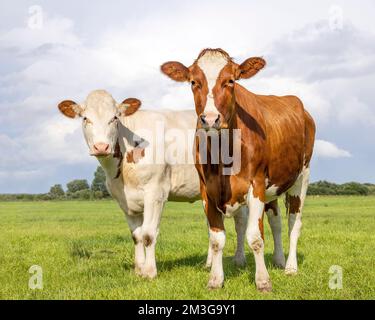 Les veaux de vache mignons et tendres amour portrait de deux vaches, ensemble avec amour dans un champ vert, rouge et blanc avec fond bleu pâle ciel Banque D'Images