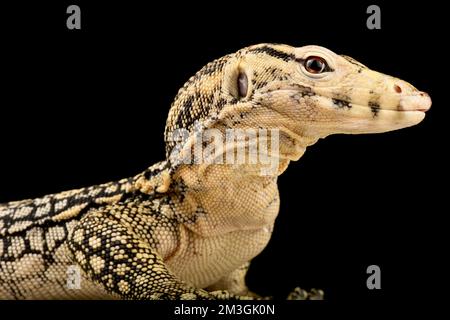 North Sulawesi Water Monitor (Varanus salvator celebensis) Banque D'Images