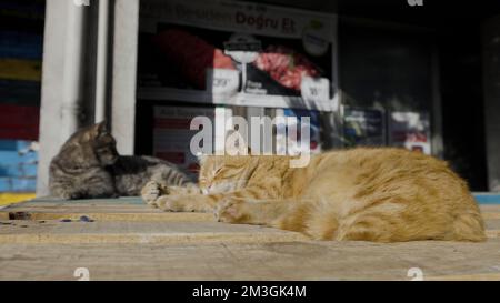 Deux chats dormant. Action.deux chats de rue noirs de couleur rouge et noire se baquant au soleil près des étals. 4K images de haute qualité Banque D'Images