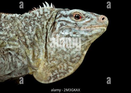 San Salvador Island rock Iguana (Cymura riley Riley) Femme Banque D'Images