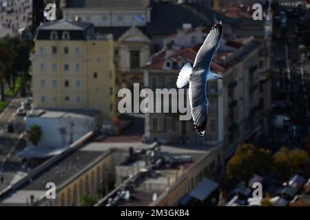 Mouette unique volant au-dessus du vieux Nice depuis la colline du château Banque D'Images