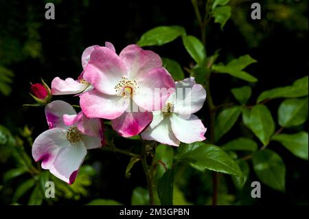 Arbuste Rose Rush, lentille de sélectionneur 1983 Banque D'Images