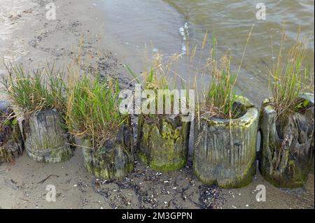 Ueckermuende Mecklembourg-Poméranie occidentale Comté Poméranie occidentale Greifswald avec l'herbe groyne surcultivée sur la plage de Ueckermuende Allemagne Europe Banque D'Images