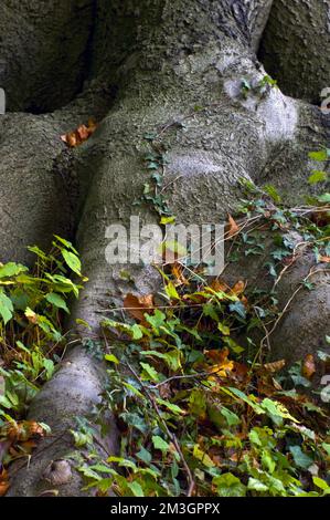 Forêt de hêtres à Knoops Park, Bremen Lesum, Allemagne Banque D'Images