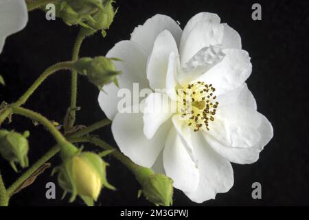 Rambler arbuste rose (Rosa) Rambling Rector Banque D'Images