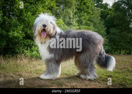 Vieux chien de berger anglais debout dans un champ avec des arbres regardant l'appareil-photo tous heureux Banque D'Images