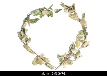 Couronne de feuilles de Laurier isolée sur blanc. Assaisonnement de feuilles de Laurier séchées. Banque D'Images