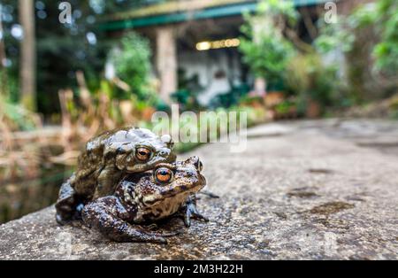 Crapauds; Bufo bufo; jumelé; heligan; cornwall Banque D'Images