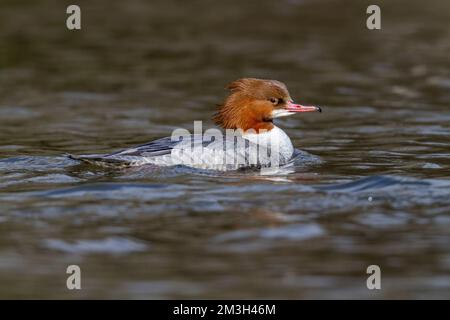 Goosander ; Mergus merganser ; Femme ; Royaume-Uni Banque D'Images