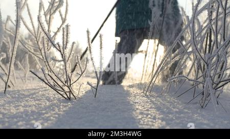 Arrière-plan blanc d'hiver. Créatif . Une vue sur les petits arbres et les brindilles qui se trouvent dans l'inii et la neige et un homme sur des skis qui se promo le long de l'autoroute Banque D'Images