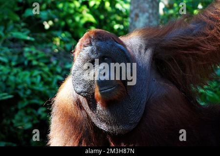 Homme Orangutan - île de Bornéo - Indonésie Banque D'Images