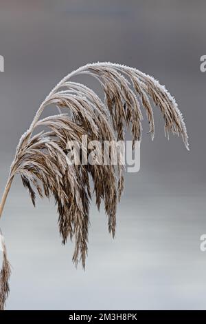 Roseau commun (Phragmites australis) Whitlingham CP Norfolk UK GB décembre 2022 Banque D'Images