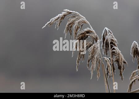 Roseau commun (Phragmites australis) Whitlingham CP Norfolk UK GB décembre 2022 Banque D'Images