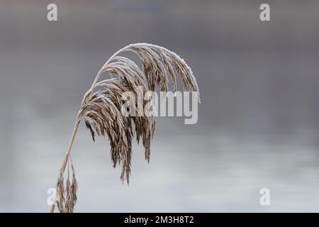 Roseau commun (Phragmites australis) Whitlingham CP Norfolk UK GB décembre 2022 Banque D'Images