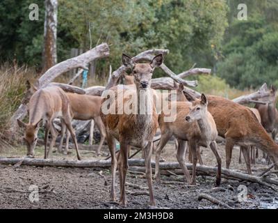 Les cerfs rouges font des heurs avec la caméra au bord de Pen Ponds, à Richmond Park, au Royaume-Uni. Banque D'Images