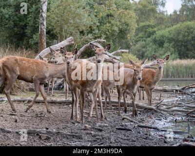 Les cerfs rouges font des heurs avec la caméra au bord de Pen Ponds, à Richmond Park, au Royaume-Uni. Banque D'Images