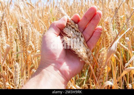 L'agronome vérifie la qualité des oreilles. Main et blé. Un terrain semé de seigle. Agriculture et agronomie. Homme dans le champ. Banque D'Images