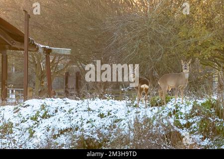 Boveney, Buckinghamshire, Royaume-Uni. 15th décembre 2022. Cerf de Virginie à la ferme. Les habitants du petit hameau de Boveney et du village voisin de Dorney, dans le Buckinghamshire, sont furieux à la célèbre école publique d'Eton College et à leurs projets potentiels de construire des maisons sur les terres agricoles de Boveney court Farm. La ferme se trouve à côté de terres communes où les bovins se déplacent librement en été et est accessible par une route à voie unique qui est utilisée par d'autres propriétaires de maison dans la région. Les habitants estiment que l'aménagement proposé de 12 maisons serait un aménagement excessif de la région. Crédit : Maureen McLean/Alay Live News Banque D'Images