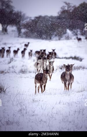 Un troupeau de cerfs de Virginie sur un champ de neige blanc en Allemagne, dans une tempête de neige Banque D'Images