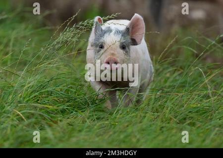 Porcelet-sus scrofa domesticus Banque D'Images