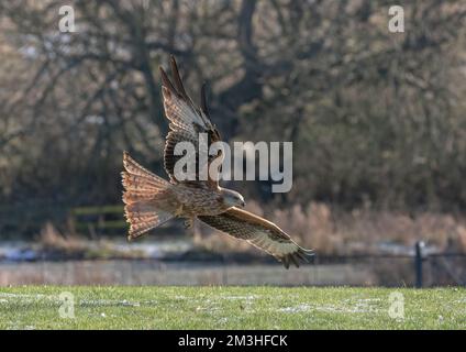 Un cerf-volant rouge spectaculaire ( Milvus milvus ) en action . Pris en vol contre un étang et un arrière-plan de bois, Suffolk, Royaume-Uni Banque D'Images