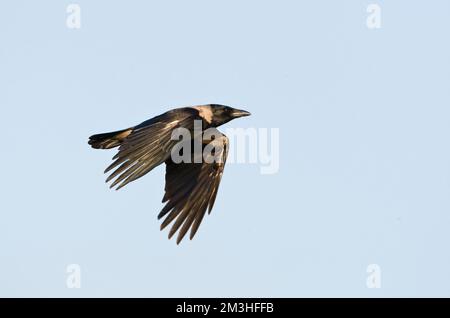 Bonte Kraai, Hooded Crow (Corvus cornix Banque D'Images