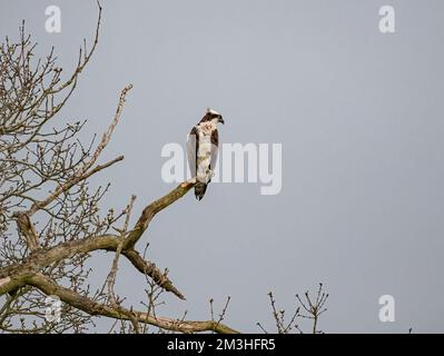 Une photo d'un Osprey (Pandion haliatus) en attente et perché dans un arbre mort. Prêt et concentré sur la tâche avant de prendre un poisson . Rutland Royaume-Uni Banque D'Images