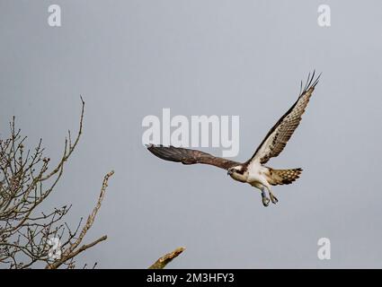 Un coup de feu d'un Osprey (Pandion haliatus) en vol , des ailes dépassent les jambes et des talons étendus . Rutland, Royaume-Uni Banque D'Images