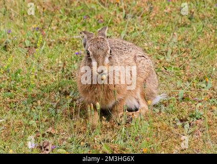 Lutte naturelle contre les mauvaises herbes.Un magnifique lièvre brun Leveret assis parmi les fleurs violettes et manger les pissenlits . Suffolk, Royaume-Uni Banque D'Images