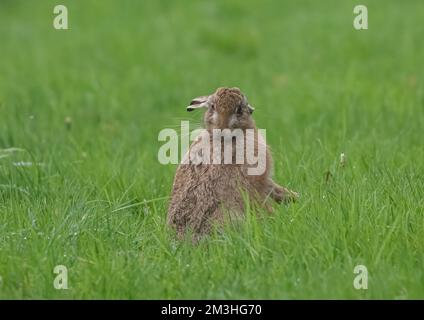 Un petit Leveret de lièvre brun ( Lepus europaeus) se toilettant dans un champ herbacé. Suffolk, Royaume-Uni Banque D'Images