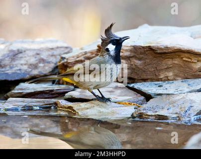 Himalaya Himalaya, Witoorbulbul, Bulbul Pycnonotus leucogenys Banque D'Images