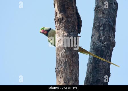 Alexanderparkiet zittend en een boom ; Alexandrine Parakeet Psittacula (eupartia) perchées dans un arbre Banque D'Images