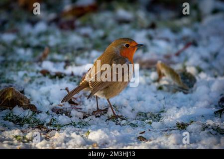 Un Robin debout sur une pelouse enneigée à Sussex, avec une faible profondeur de champ Banque D'Images