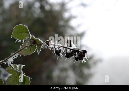 Une branche de brousse : brousse de mûre (Rubus fruticosus) avec des feuilles et des baies couvertes de glaçons blancs piqueux provenant d'un gel hivernal lourd Banque D'Images