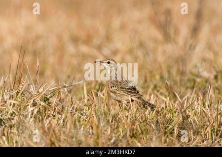 Dans Veldpieper ; veld Paddyfield Sprague dans domaine Banque D'Images