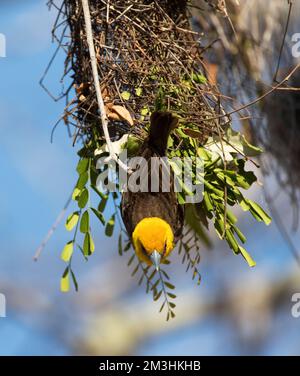 Mannetje Nestbouwende Sakalavawever ; Nestbuilding Sakalava masculins (Pycnonotus tricolor) sakalava Banque D'Images