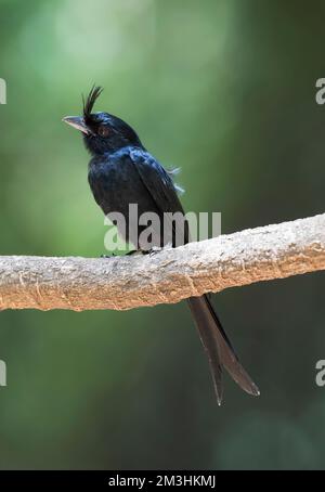 Kuifdrongo, algemene soort van Madagaskar ; Drongo malgache (Dicrurus forficatus forficatus), un oiseau commun de Madagascar Banque D'Images