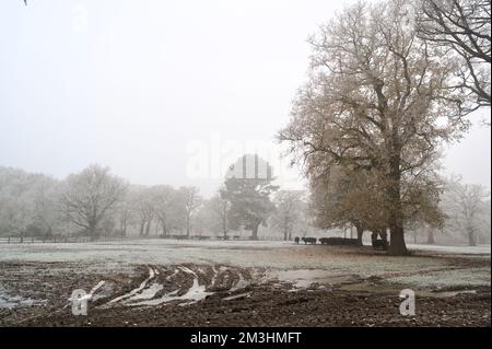 Scène d'hiver: Brumeux, jour brumeux; chênes bruns automnaux; broutage de bétail dans un champ couvert de neige et de gel, avec des traces de pneus boueuses dans le pré. Un E Banque D'Images