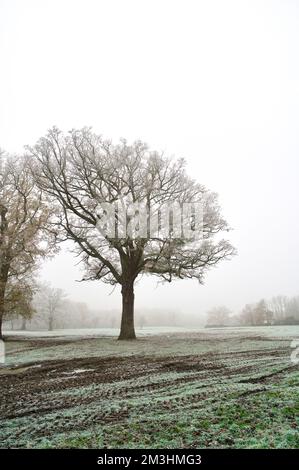 Un arbre d'hiver spectaculaire, avec des branches brunes mortes, dans un champ boueux par une journée froide et glaciale d'hiver : herbe couverte de neige et de glace sur une ferme brumeuse Banque D'Images