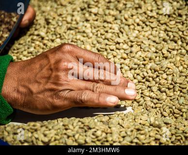 Sélection du meilleur panaméen, grains de café à la main, Boquete, Panamá Banque D'Images
