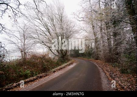 Une route de campagne froide : une voie unique à travers des bois verglacés, des arbres couverts d'un épais givre blanc d'hiver ou de neige, avec un sous-étage orange Banque D'Images