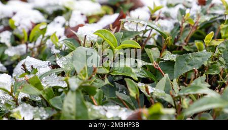 Feuilles de thé couvertes de neige, photo en gros plan en plein air prise dans une plantation de thé asiatique le jour de l'hiver Banque D'Images