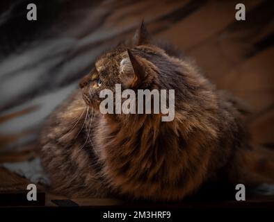 Chat brun tabby avec longue queue poilue et fond argenté clair Banque D'Images